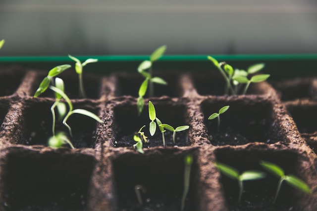 ¿Qué es la biotecnología verde? - El Ingeniero