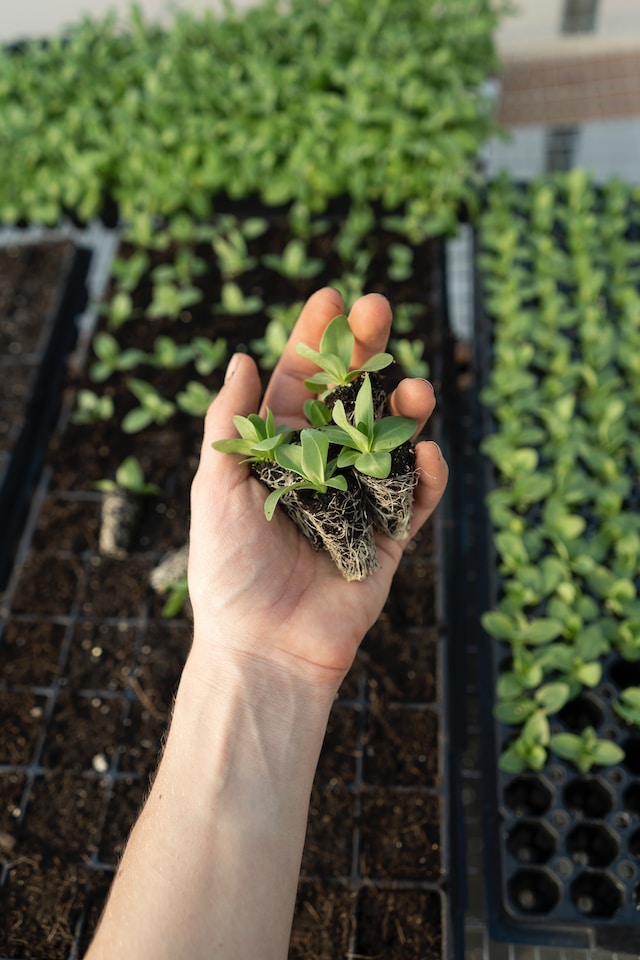 ¿Qué es la biotecnología verde? - El Ingeniero